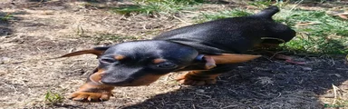 Dachshund 3
