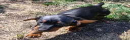 Dachshund dogs for sale: Beautiful Dachshund Puppies  - Advert 7