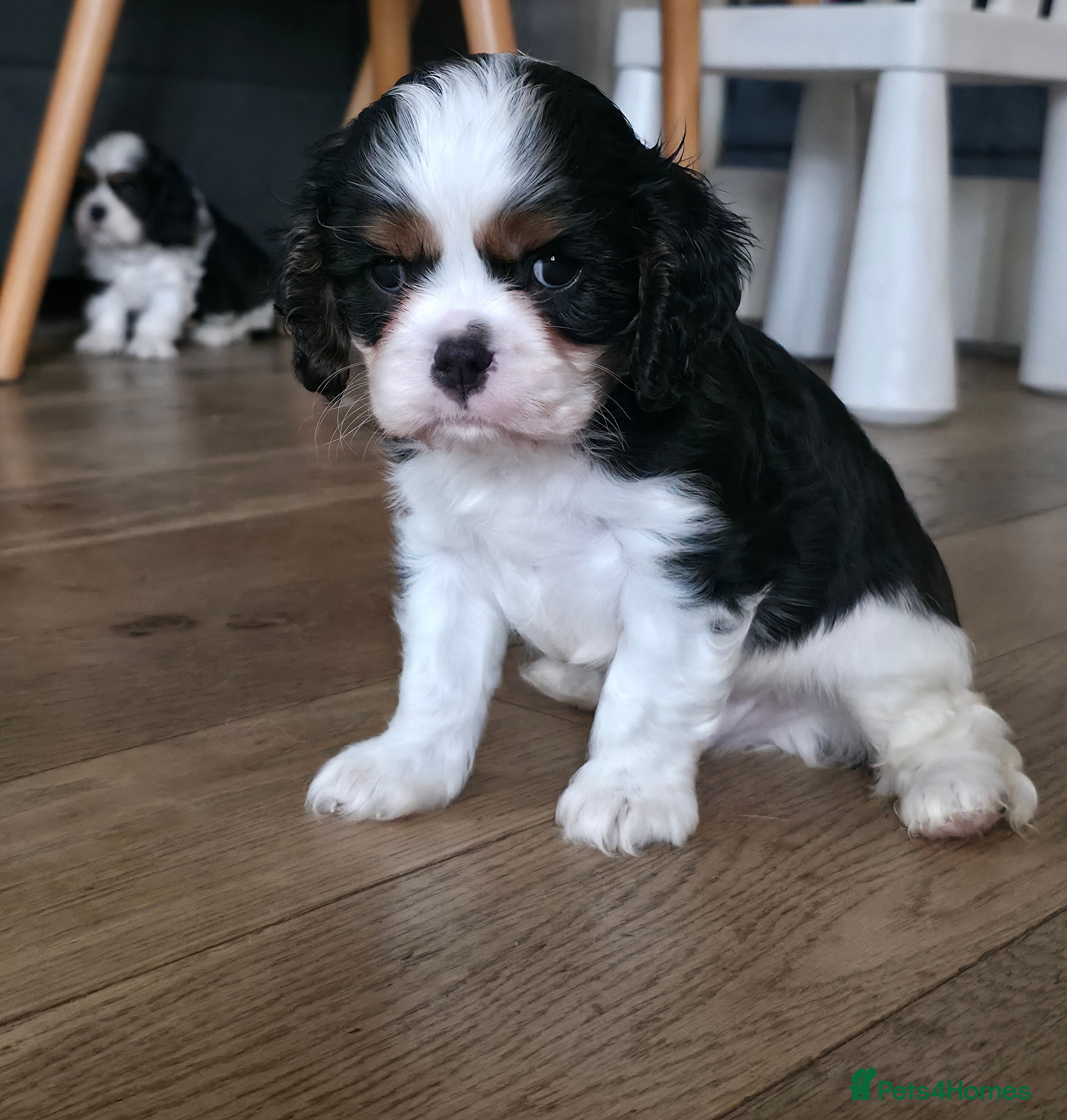 Cavalier King Charles Spaniel dogs KC Cavalier King Charles puppies - Advert 6