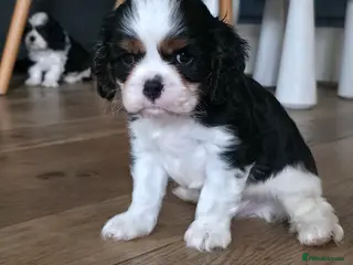 Cavalier King Charles Spaniel dogs KC Cavalier King Charles puppies - Advert 6