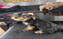Yorkshire Terrier dogs for sale: Yorkshire terriers puppy's  - Image 9