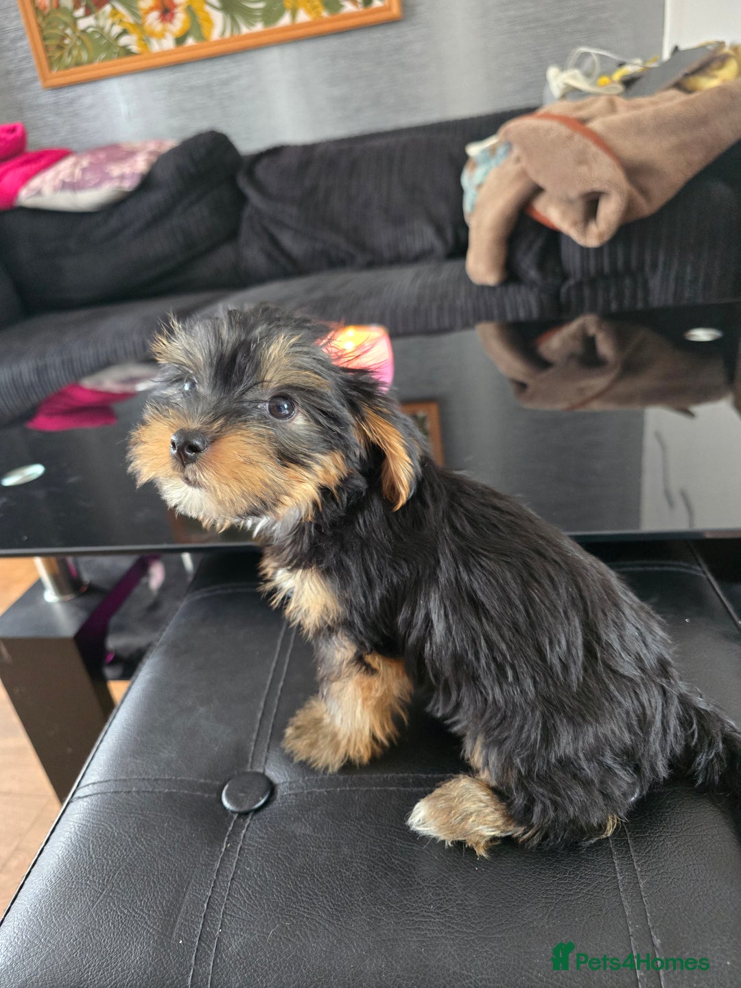 Yorkshire Terrier dogs for sale: Yorkshire terriers puppy's  - Image 9