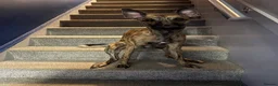 Whippet dogs for stud: Bruno Stud  - Advert 3