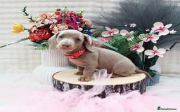 Miniature Dachshund dogs for sale: SPECTACULAR MINIATURE DACHSHUND PUPPIES - Image 3