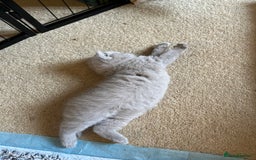 British Shorthair cats for sale: 4 beautiful lilac and blue kittens. - Advert 19