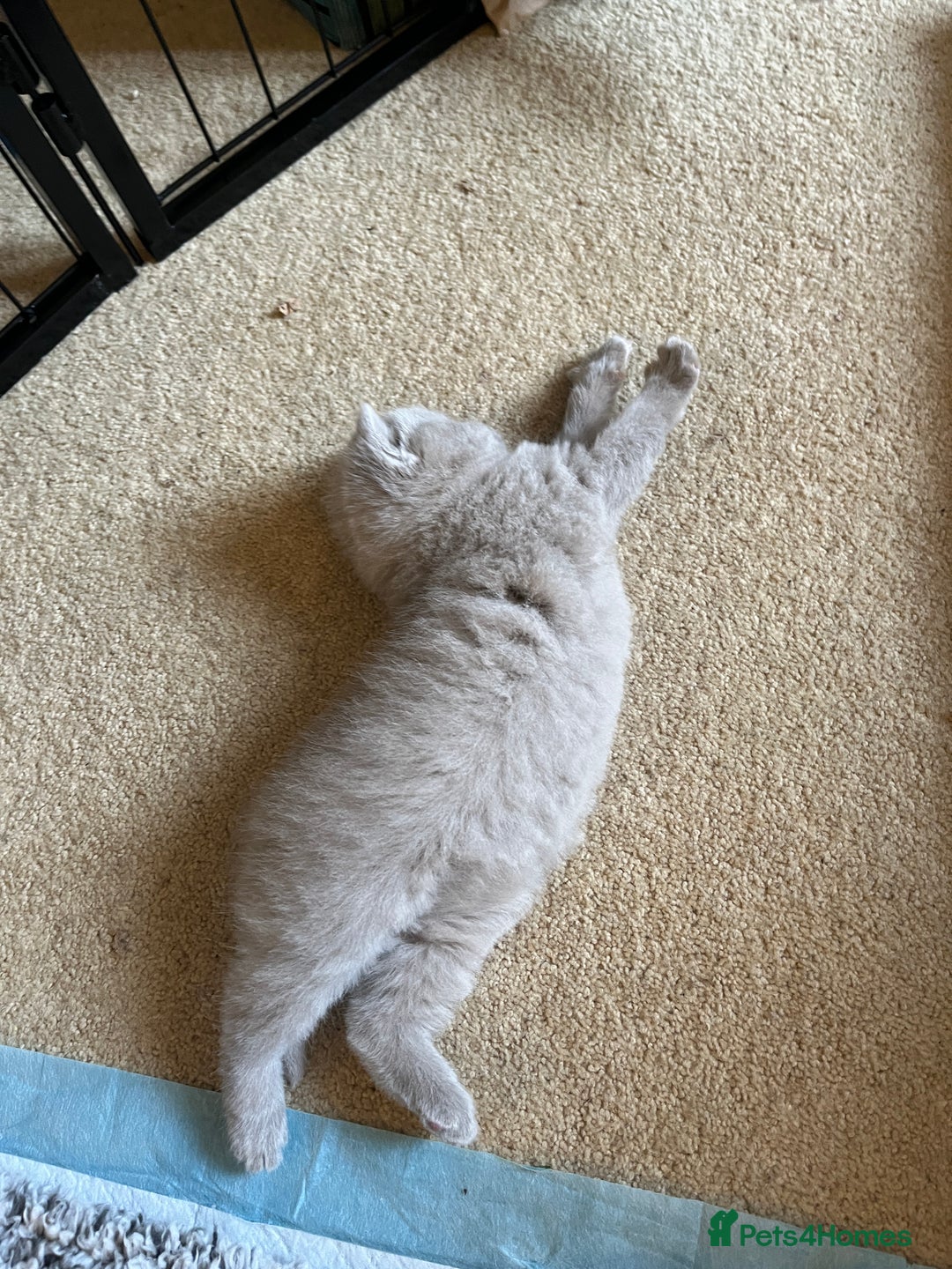 British Shorthair cats for sale: 4 beautiful lilac and blue kittens. - Advert 19