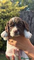 English Springer Spaniel 2