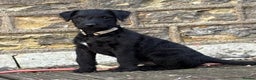 Patterdale Terrier dogs for sale: Patterdale terrier pups - Advert 3