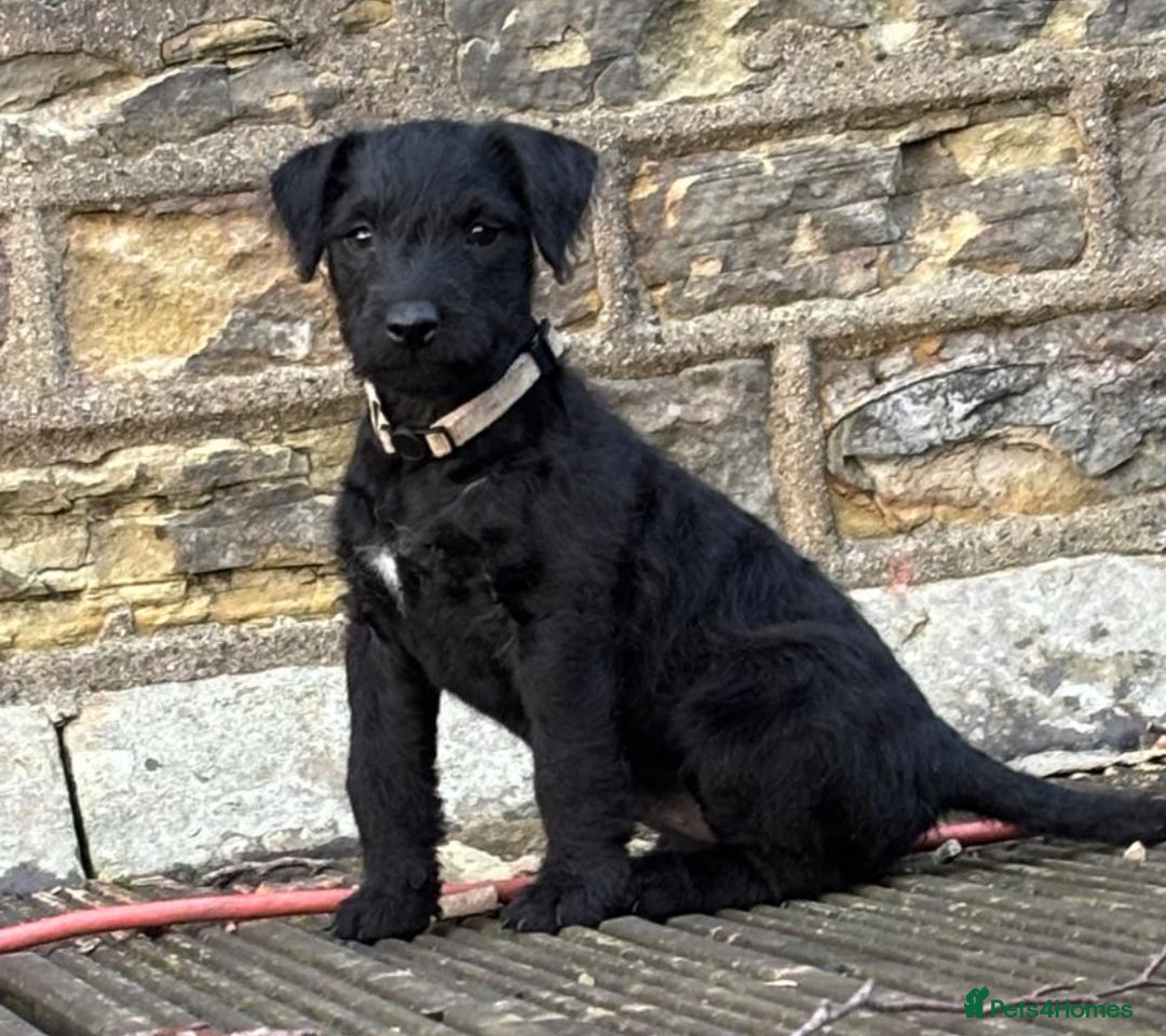 Patterdale Terrier dogs for sale: Patterdale terrier pups - Advert 3