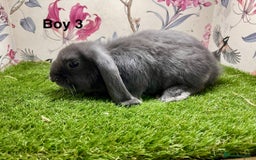 Mini Lop rabbits for sale: Mini lop baby rabbits  - Image 9