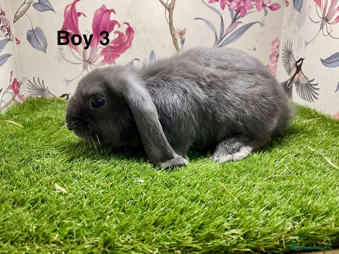 Mini Lop rabbits for sale: Mini lop baby rabbits  - Image 9