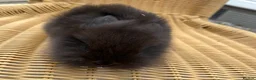 Lionhead rabbits for sale: Baby Lionhead bunnies ready to reserve ! - Advert 3