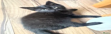 Domestic Shorthair 2