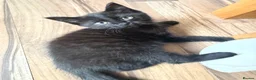 Domestic Shorthair cats for sale: 2 lovely kittens looking for a new home  in Oxford - Advert 4