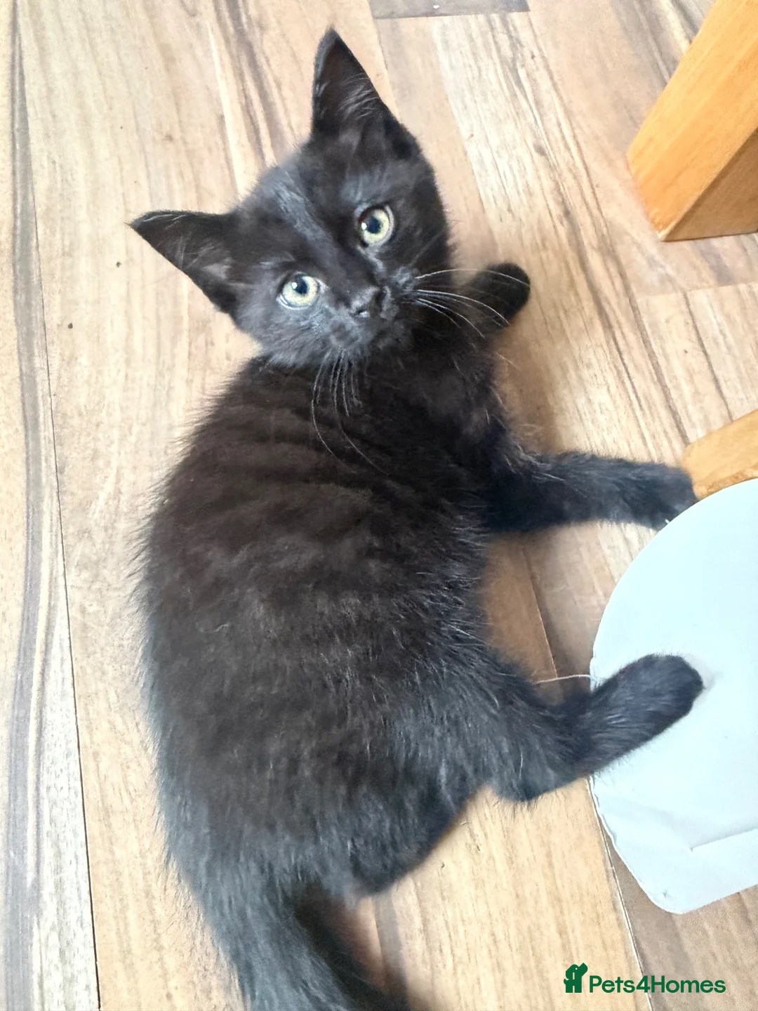 Domestic Shorthair cats for sale: 2 lovely kittens looking for a new home  in Oxford - Advert 4