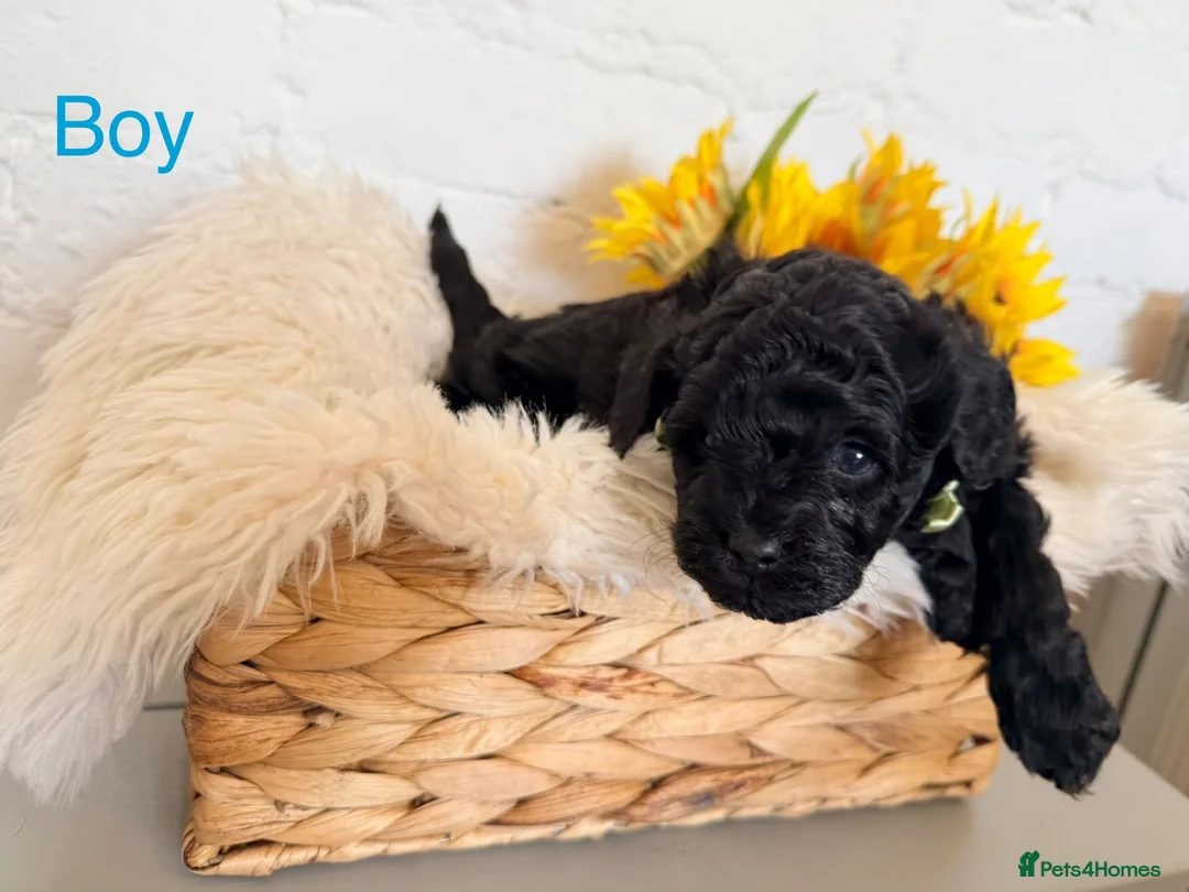 Lhasapoo dogs for sale: Lhasapoo pups (doodles) F1b  - Advert 11