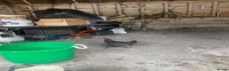 Chickens poultry for sale: Laying hen + other Chickens for Sale  - Advert 9