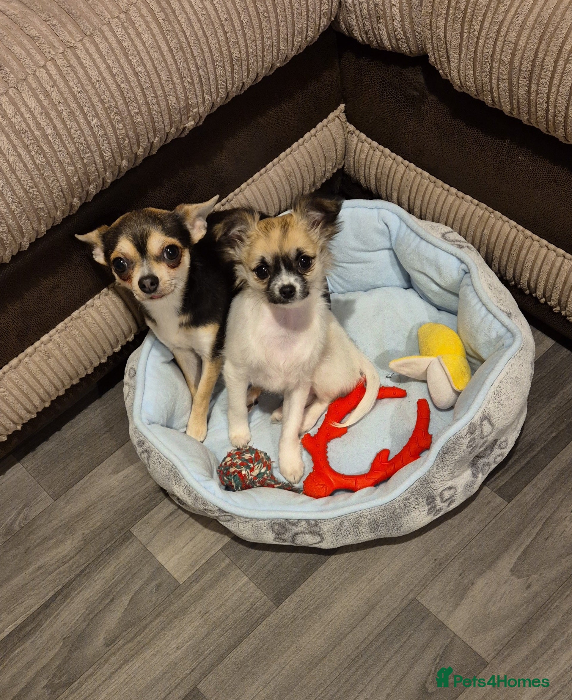 Chihuahua dogs 5 Month old Ivy - Advert 1