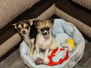 Chihuahua dogs 5 Month old Ivy - Advert 1