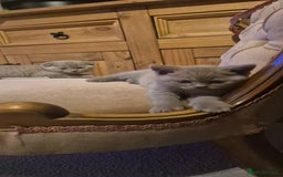 Scottish Fold cats for sale: Last 2 Scottish straight kittens  - Image 30