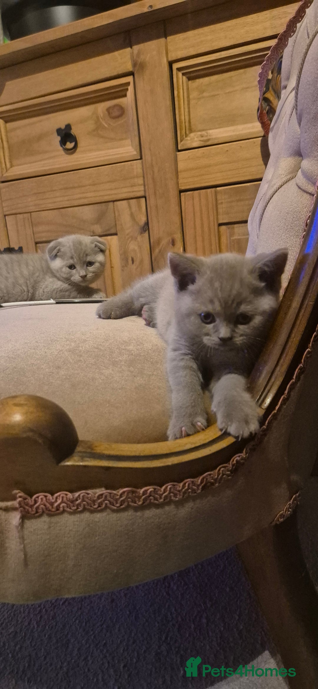 Scottish Fold cats for sale: Last 2 Scottish straight kittens  - Image 30