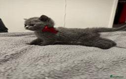 British Shorthair cats for sale: British Shorthair/Scottish Fold Kittens for sale - Image 11