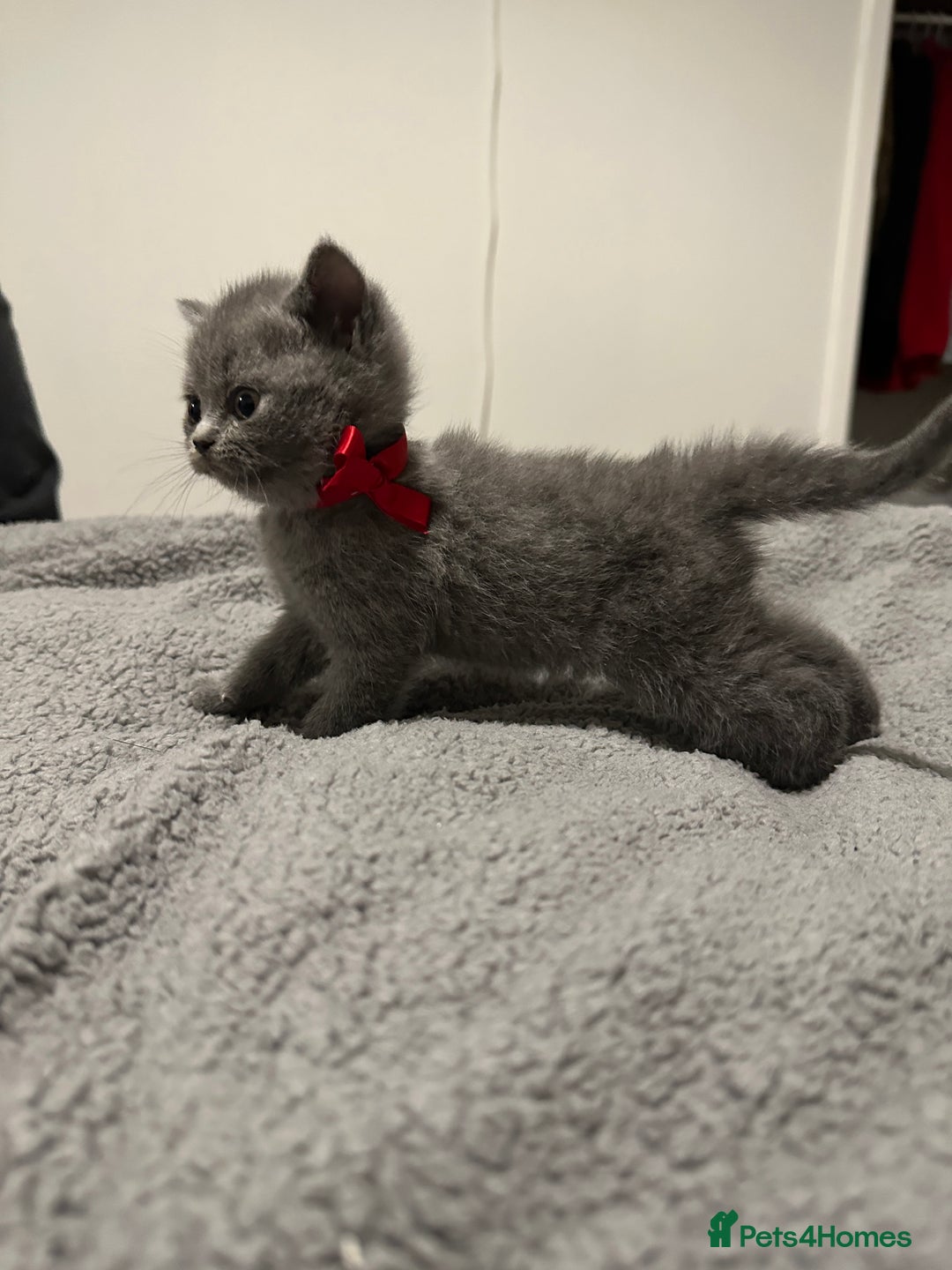 British Shorthair cats for sale: British Shorthair/Scottish Fold Kittens for sale - Image 11