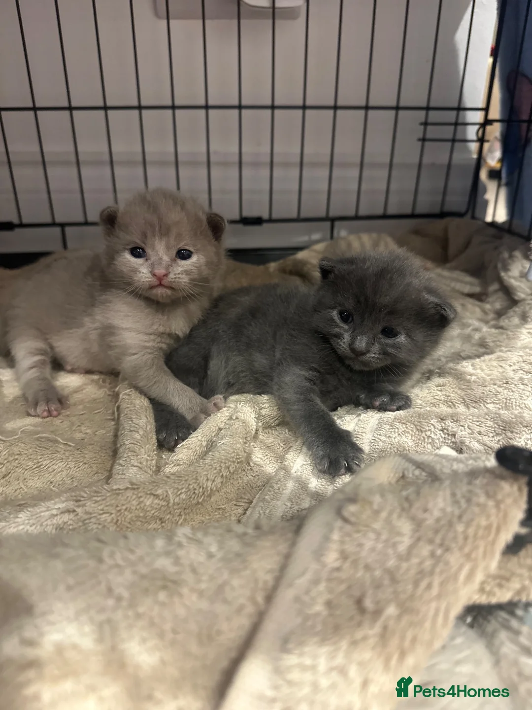 British Shorthair cats for sale: ONE LILAC BOY LEFT British blue Kitten  - Advert 18