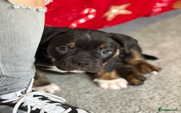 Mixed Breed dogs for sale: Old tyme english bulldog  - Advert 2