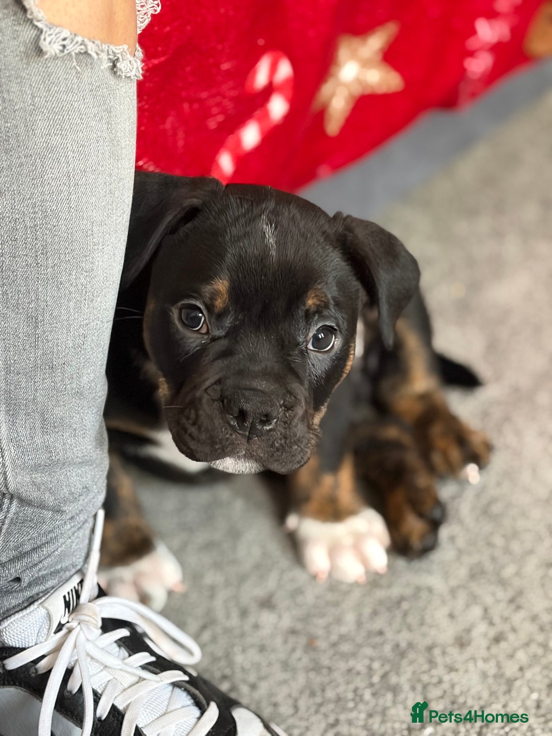 Mixed Breed dogs for sale: Old tyme english bulldog  - Advert 2