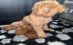 Miniature Poodle dogs for sale: ✨ Last boy available kc miniature poodle ✨ - Image 10
