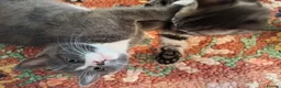 Mixed Breed cats for sale: Gorgeous grey/black tabby & grey girl kittens - Advert 14
