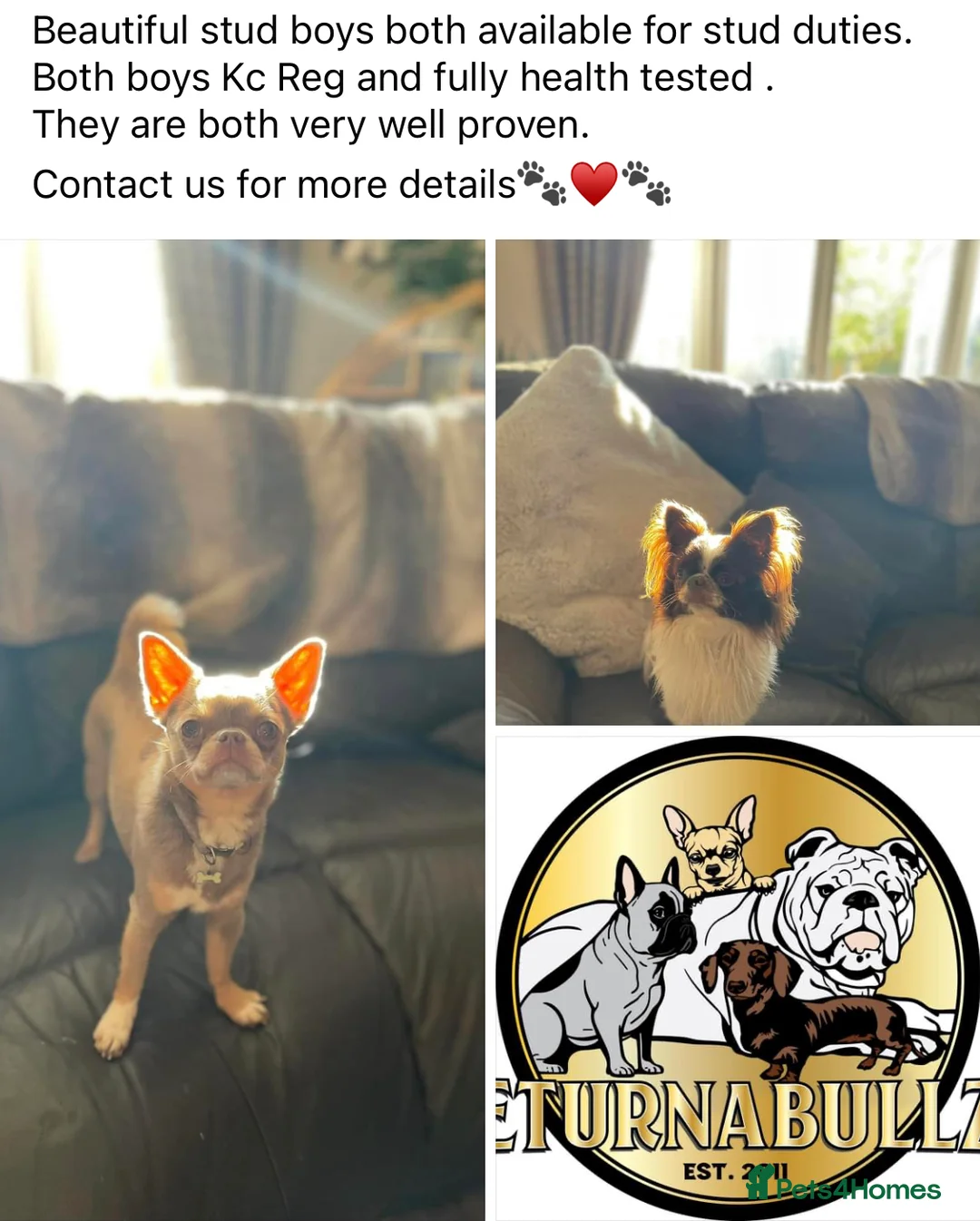 Chihuahua dogs for stud: Proven Stud  in Tamworth - Advert 7
