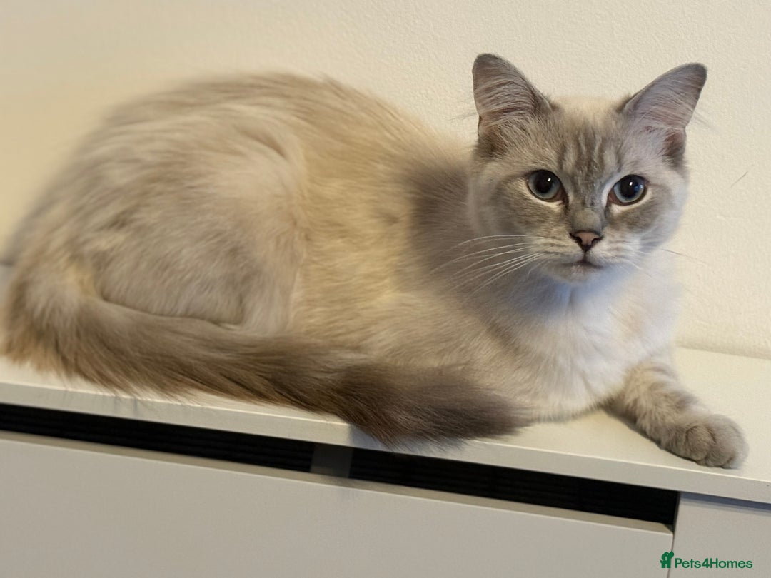 Ragdoll cats for sale: Stunning Seal Point Lynx Ragdoll For Sale. - Image 8