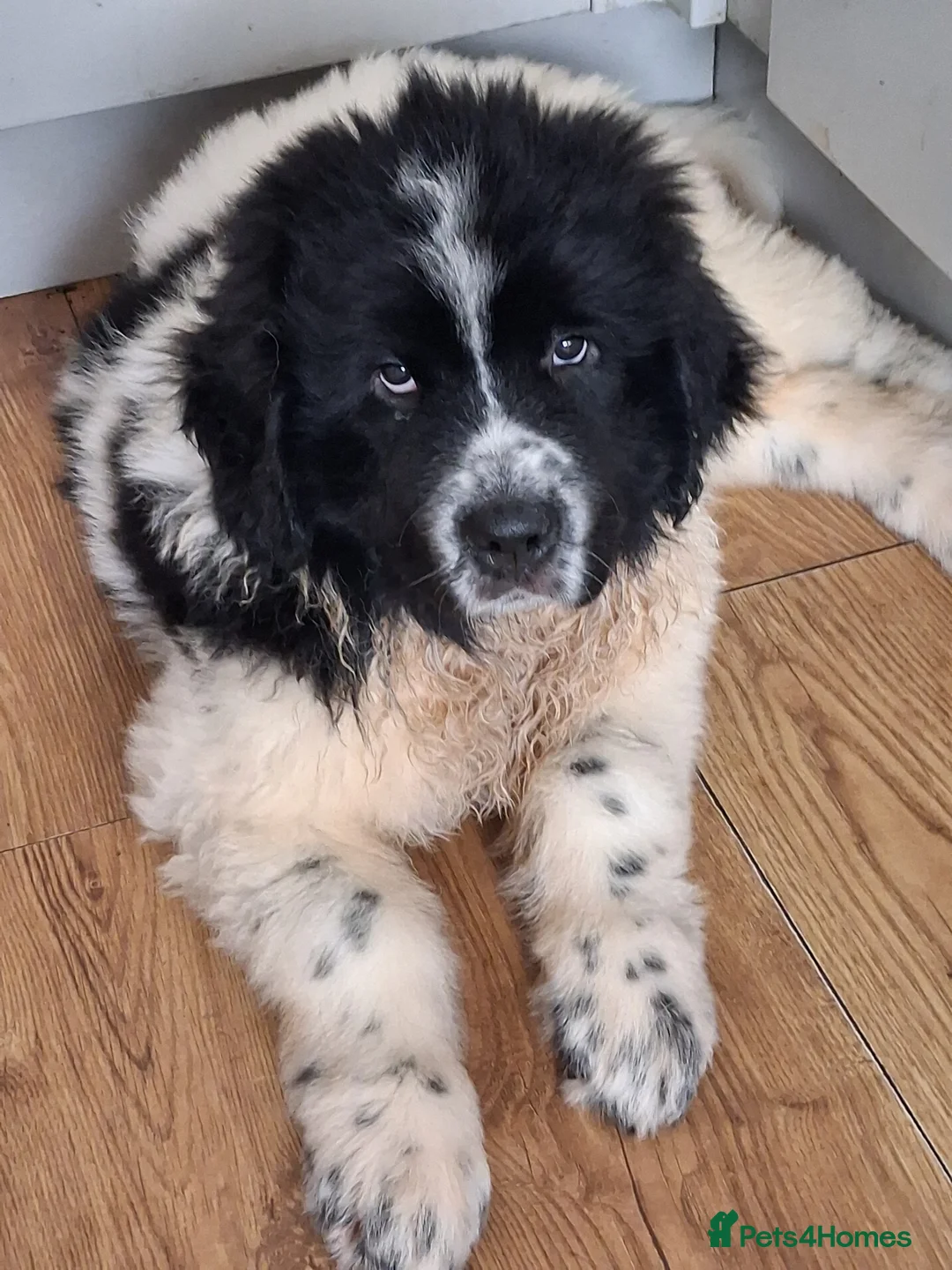 Newfoundland dogs for sale: Landseer Newfoundland Puppies - Advert 2