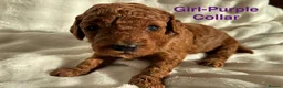 Cockapoo dogs for sale: 🐾 STUNNING F1B RED MINIATURE COCKAPOO PUPPIES  - Advert 3