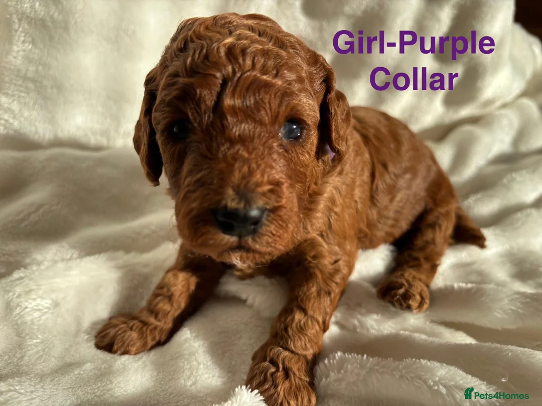 Cockapoo dogs for sale: 🐾 STUNNING F1B RED MINIATURE COCKAPOO PUPPIES  - Advert 3