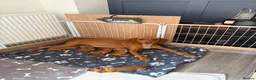 Cockerdor dogs for sale: Fox Red Cockerdor  - Advert 2