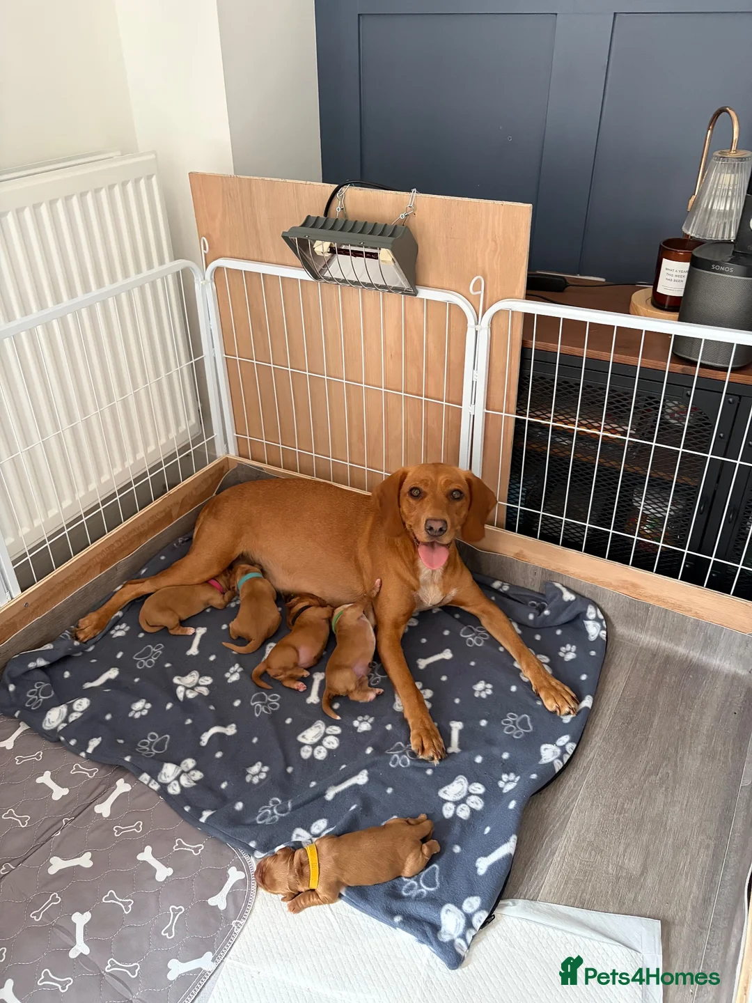 Cockerdor dogs for sale: Fox Red Cockerdor  - Advert 2