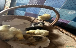 Chickens poultry for sale: Silkie and other chicks,growers and layers - Image 26