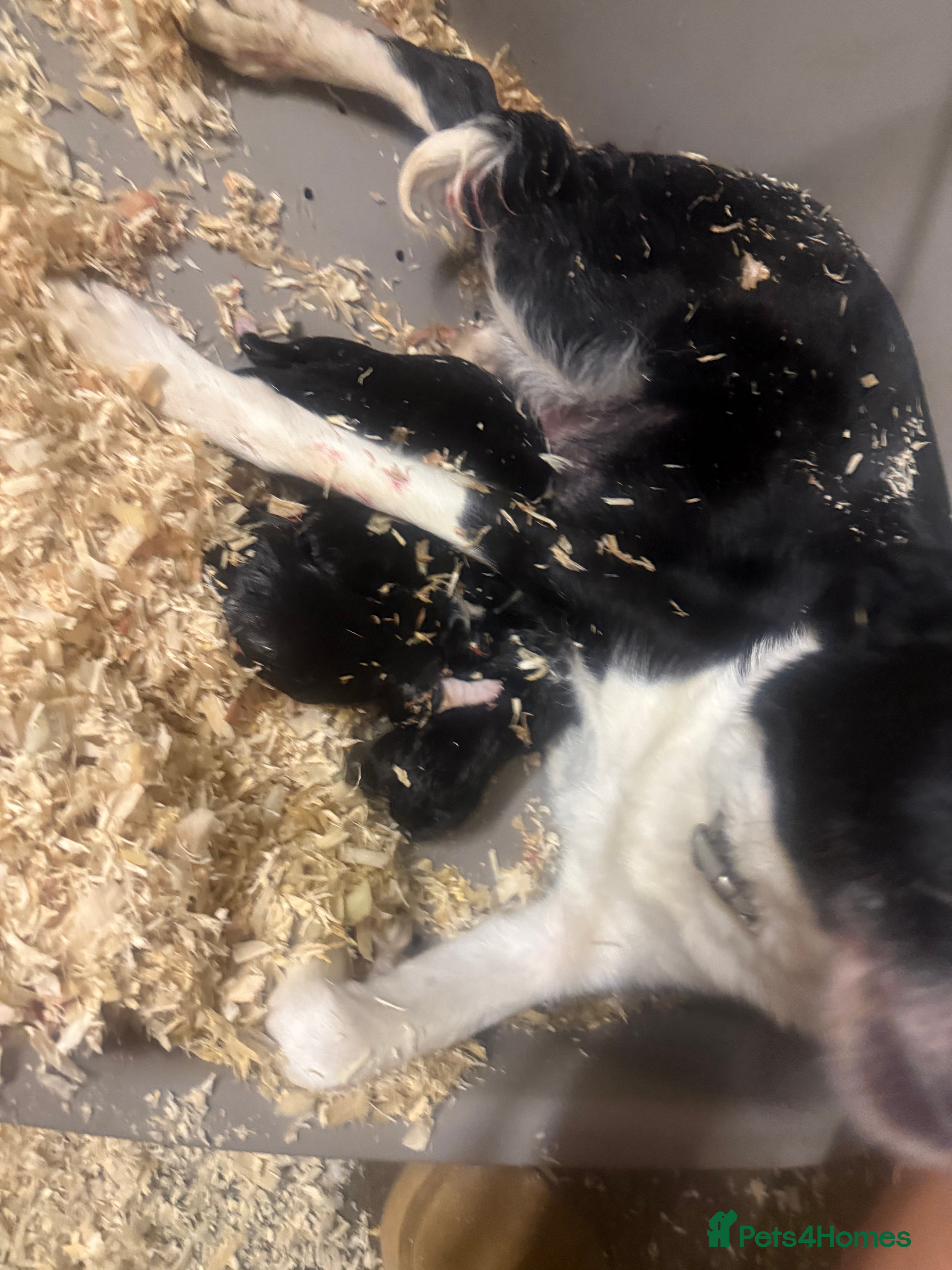 Border Collie dogs Border collie puppies  - Advert 1
