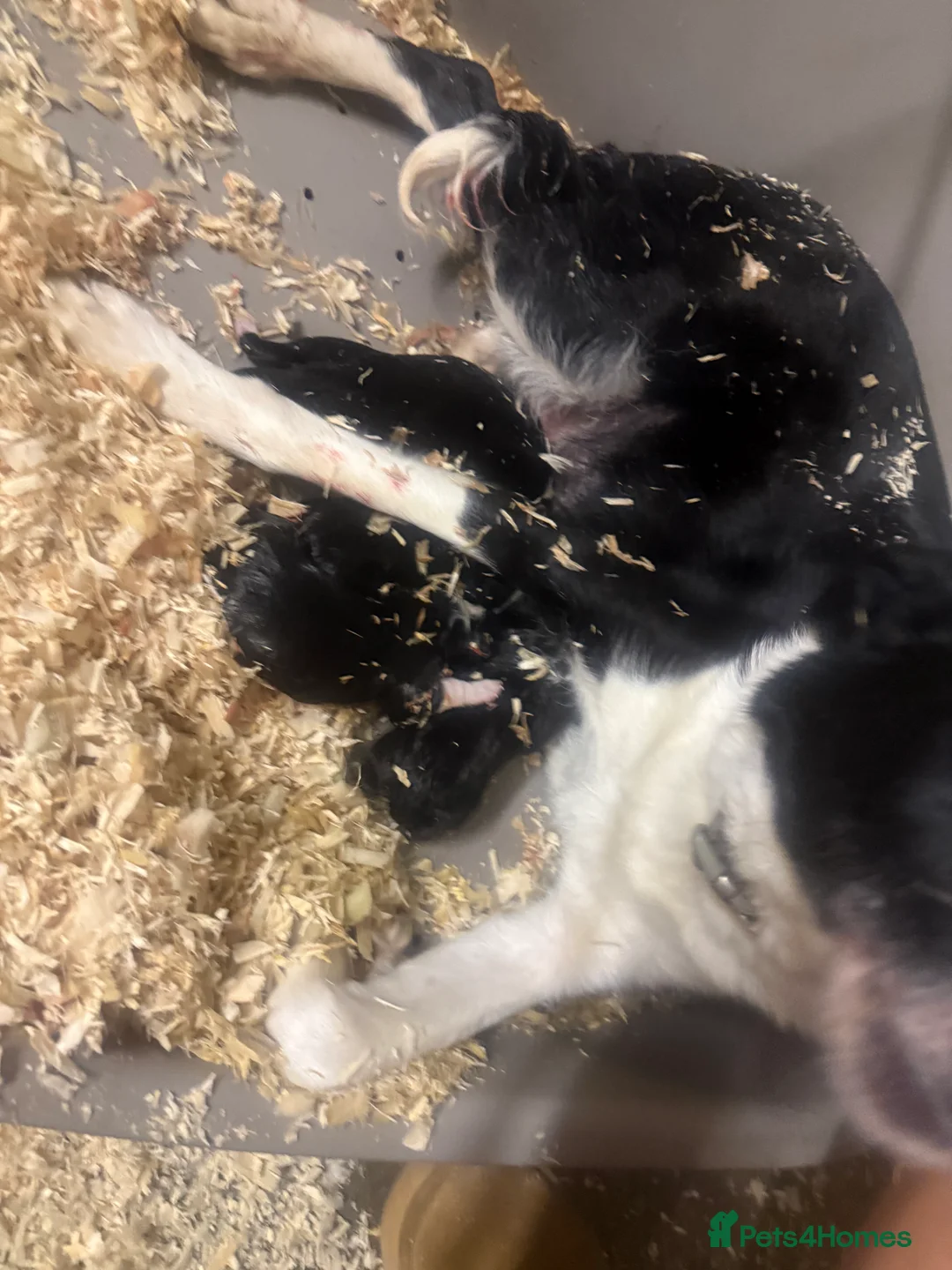 Border Collie dogs for sale: Border collie puppies  - Advert 1