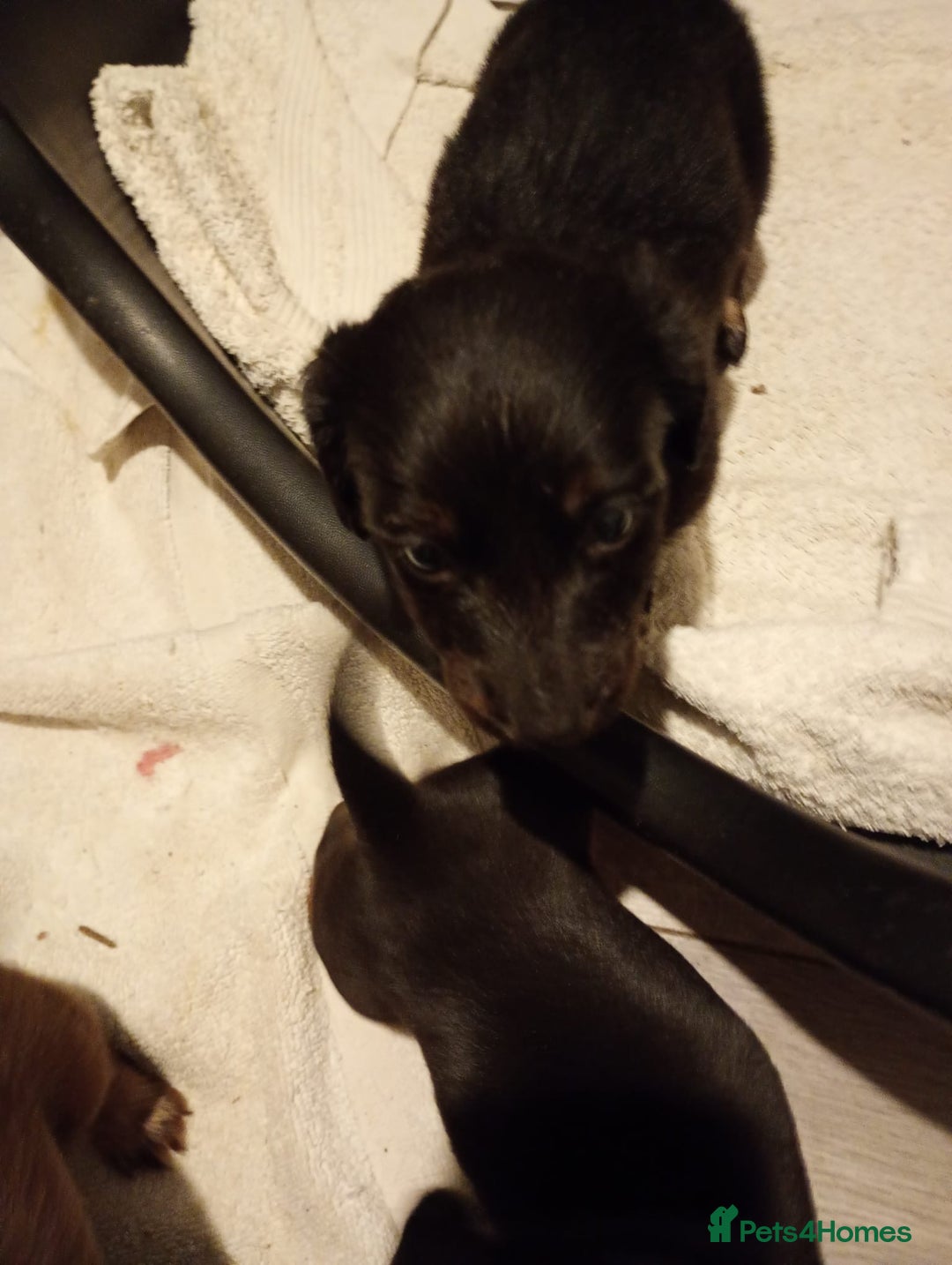 Dachshund dogs for sale: 7 long and short haired dachshunds for sale - Advert 10