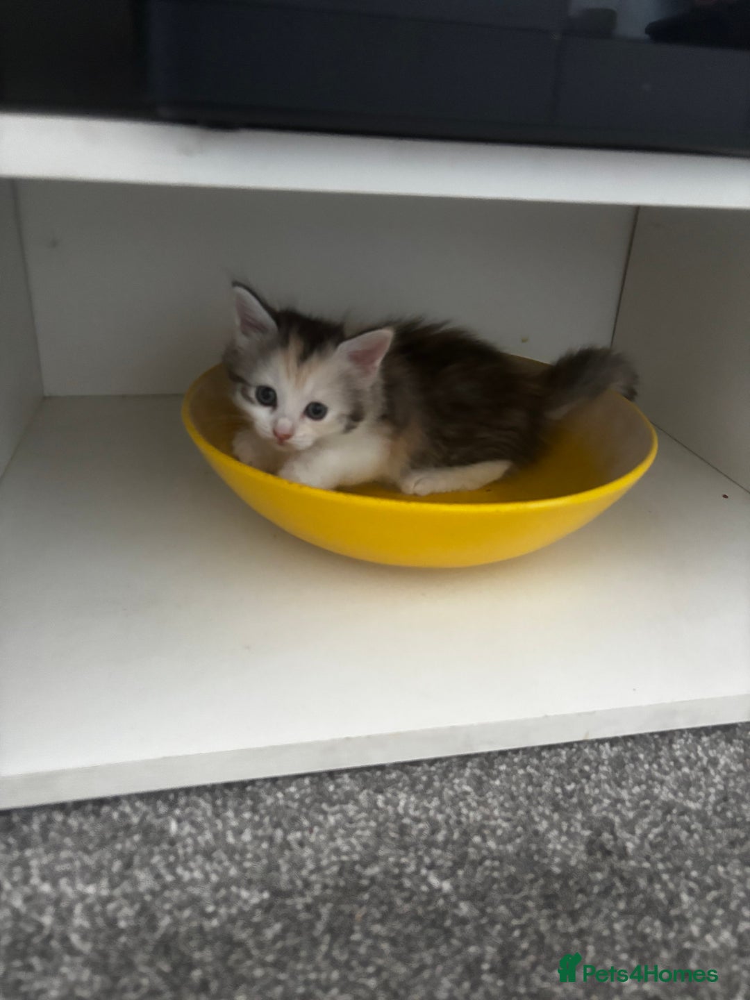 Mixed Breed cats for sale: 3 gorgeous kittens 2 long hair 1 short  - Image 7
