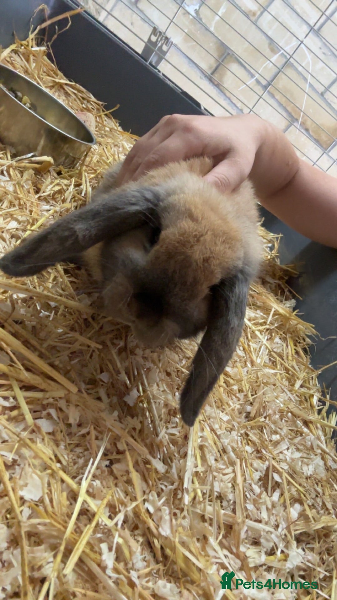 Mini Lop rabbits for sale: Male mini lop  - Image 4