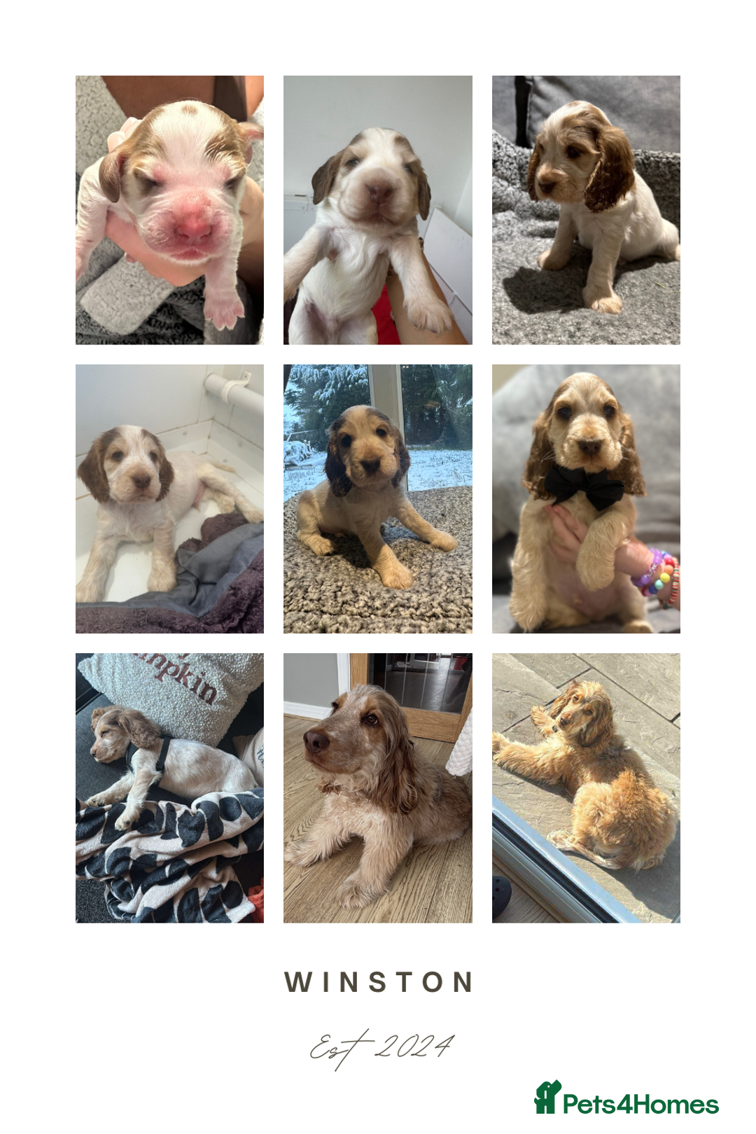 Cocker Spaniel dogs for sale: KC REG Showtype Cocker Spaniel LAST PUP ready 3/8 - Image 20
