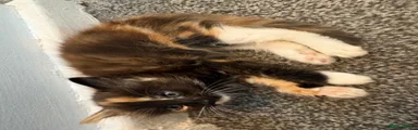 Mixed Breed 3