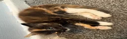 Mixed Breed cats for sale: Beautiful calico and tortoishell kittens - Advert 6