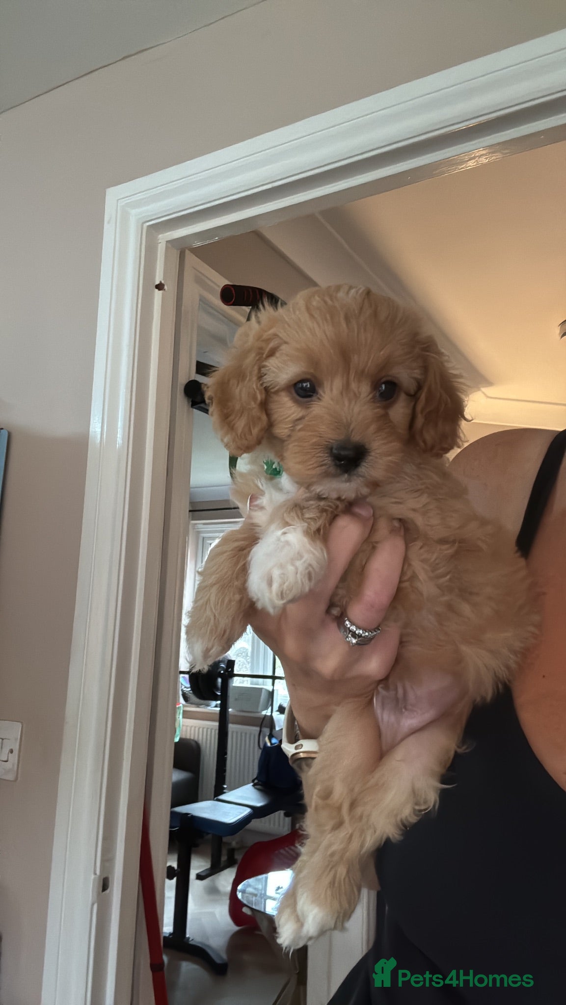 Cavapoo dogs for sale: Fully health checked, family raised Cavapoos - Advert 1