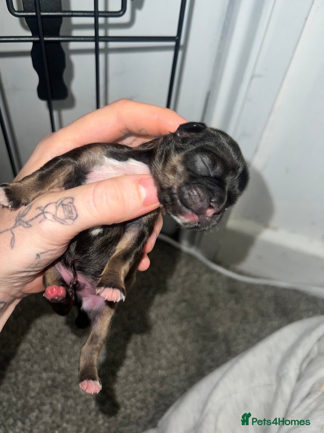 Mixed Breed dogs for sale: Shih tzu x Bichion  - Image 15